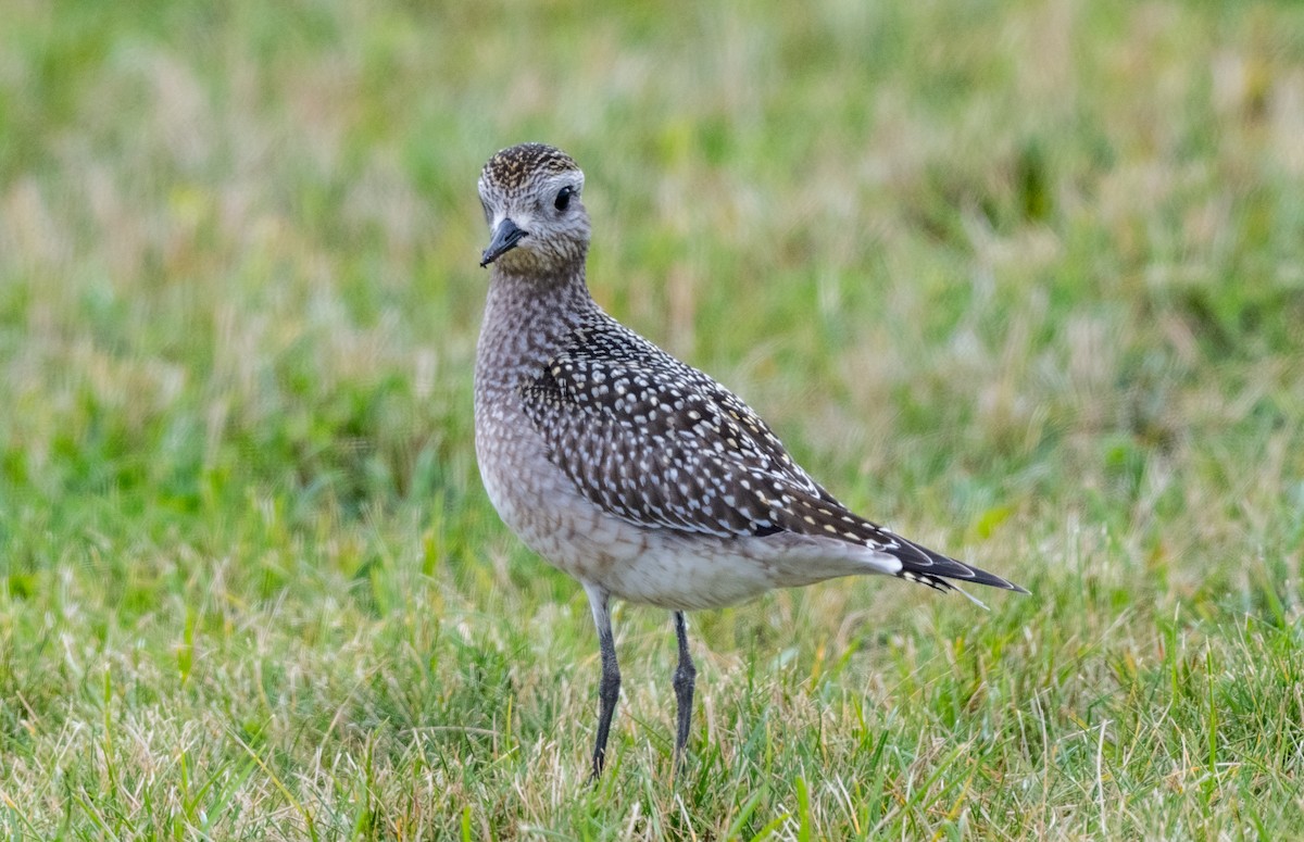 American Golden-Plover - ML624006334