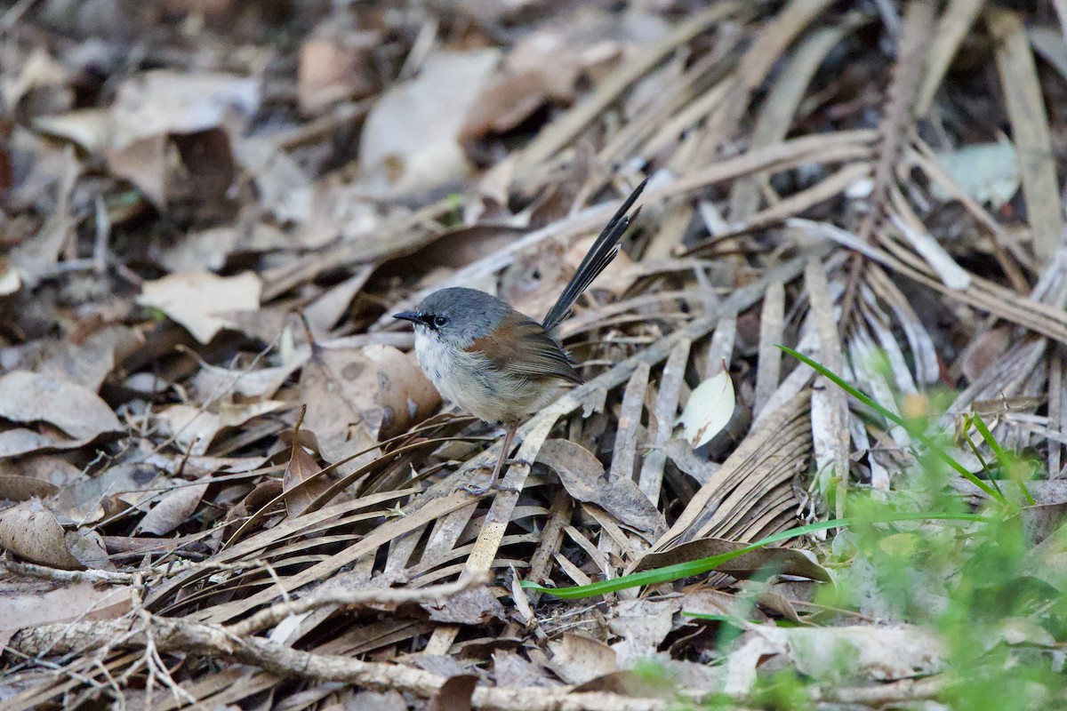 Red-winged Fairywren - ML624006335