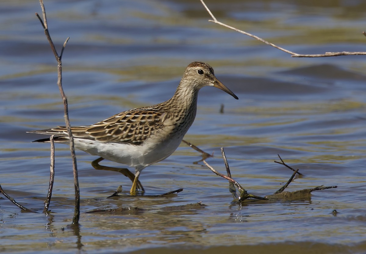 Pectoral Sandpiper - ML624006339