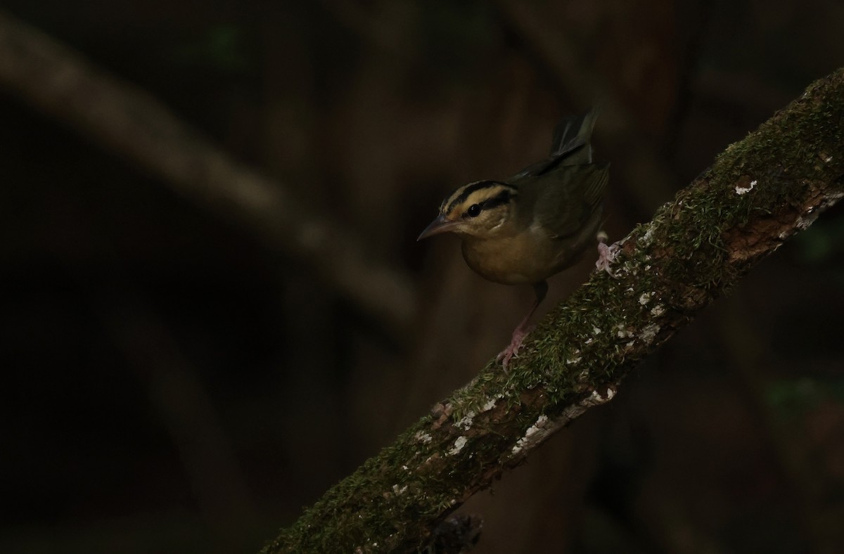 Worm-eating Warbler - Grace Simms  🐦‍⬛