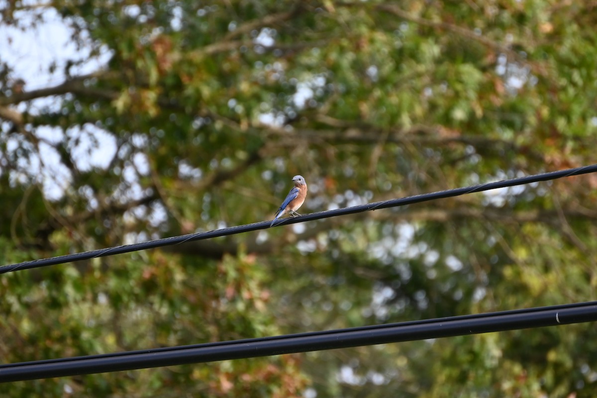 Eastern Bluebird - Maxwell Ferrelli