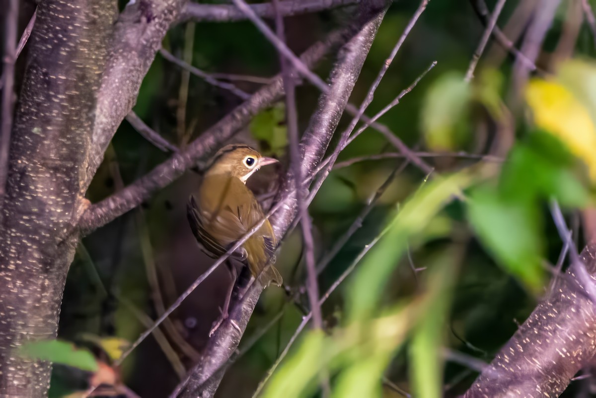 Ovenbird - ML624006384