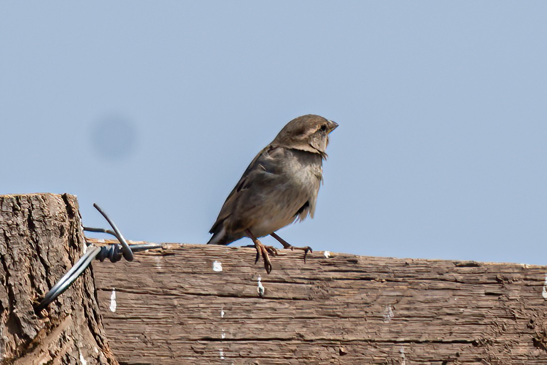 House Sparrow - ML624006395