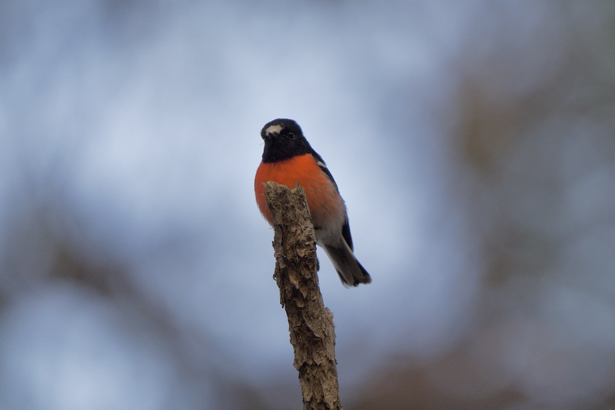 Scarlet Robin - ML624006402