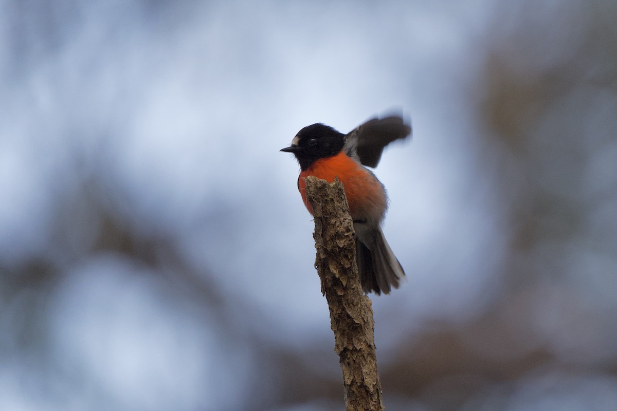 Scarlet Robin - ML624006403