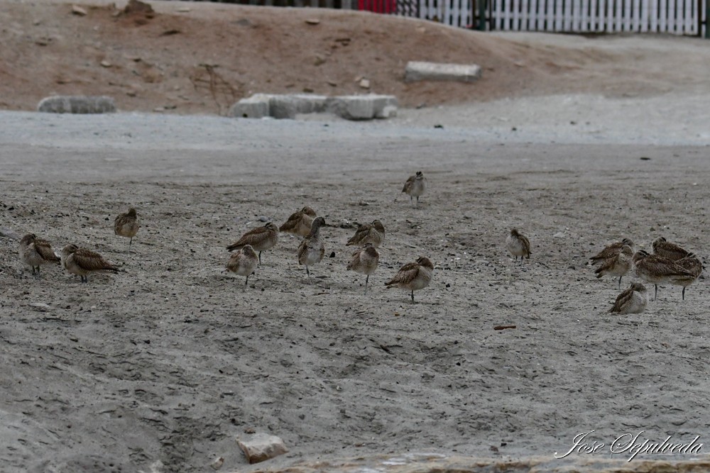 Whimbrel - José Sepúlveda