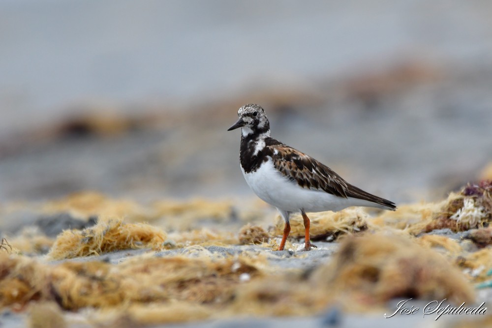 Ruddy Turnstone - ML624006410