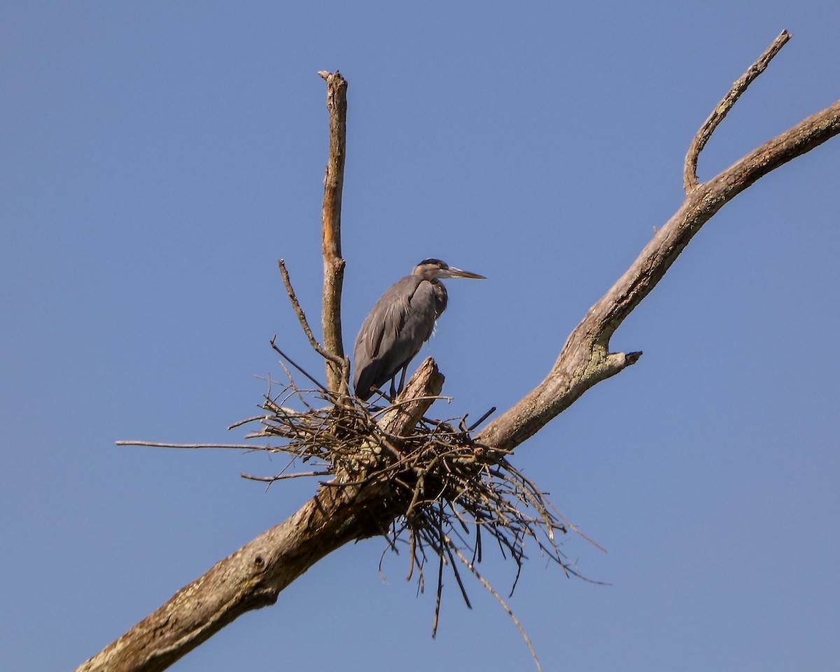 Great Blue Heron - ML624006411