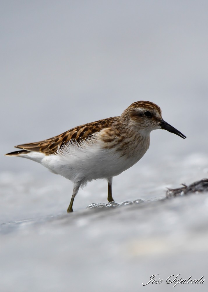 Least Sandpiper - José Sepúlveda