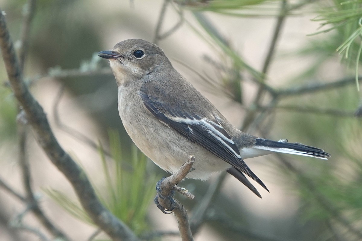 European Pied Flycatcher - ML624006423