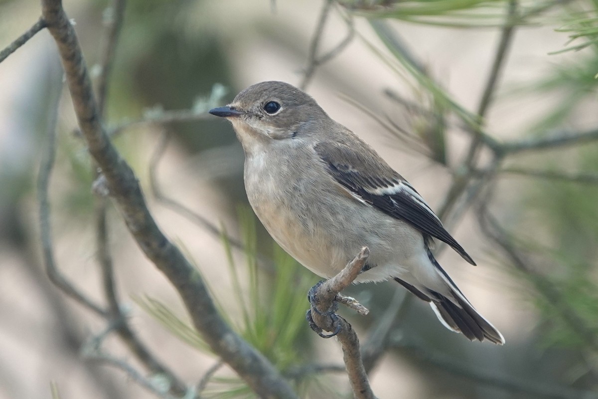 European Pied Flycatcher - ML624006424