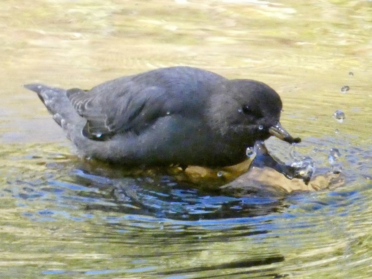 American Dipper - ML624006426