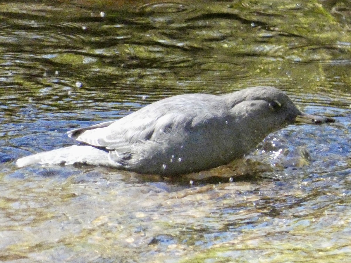 American Dipper - ML624006428