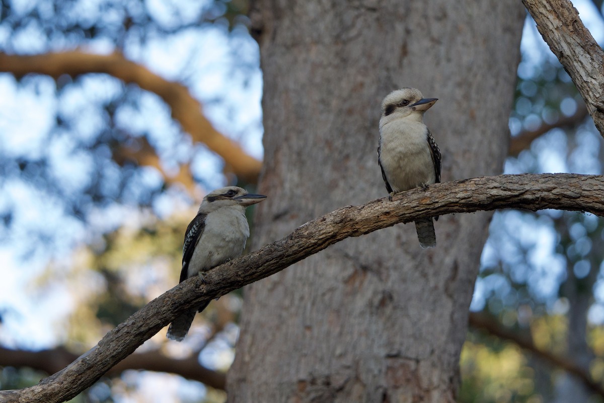 Laughing Kookaburra - Willem Van Bergen