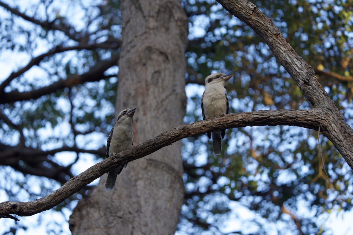 Laughing Kookaburra - ML624006439