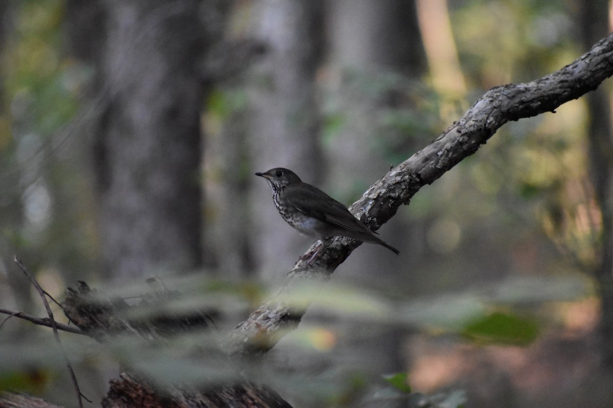 Gray-cheeked Thrush - ML624006445