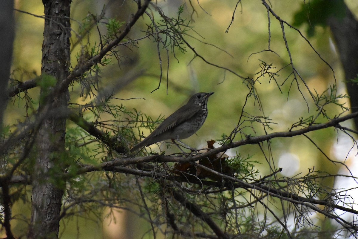 Gray-cheeked Thrush - ML624006446