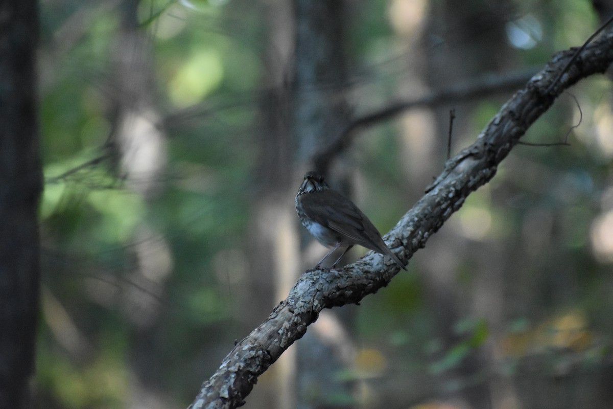 Gray-cheeked Thrush - ML624006447