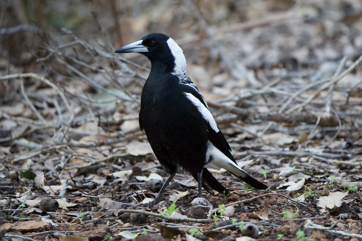 Australian Magpie - ML624006458