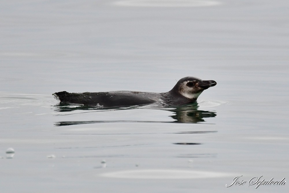 Humboldt Penguin - ML624006459