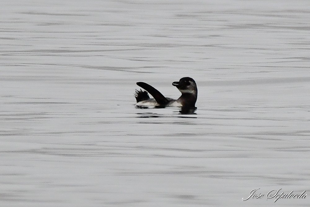 Humboldt Penguin - ML624006460