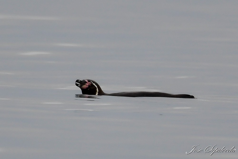 Humboldt Penguin - ML624006461