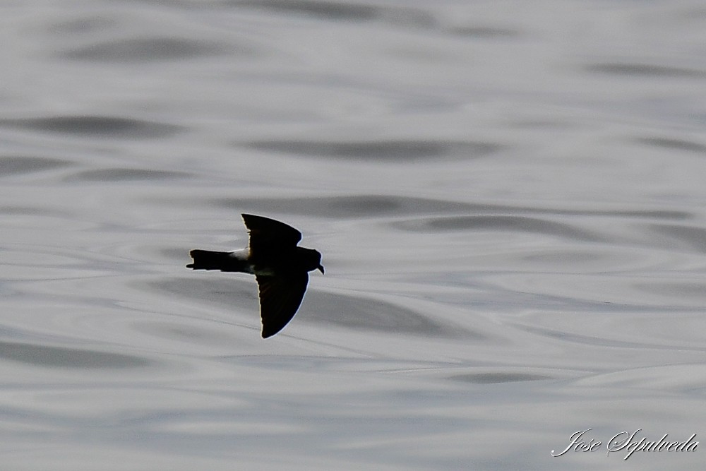 Elliot's Storm-Petrel - ML624006475