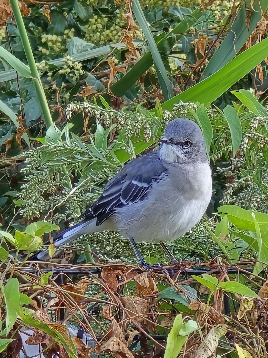 Northern Mockingbird - ML624006481