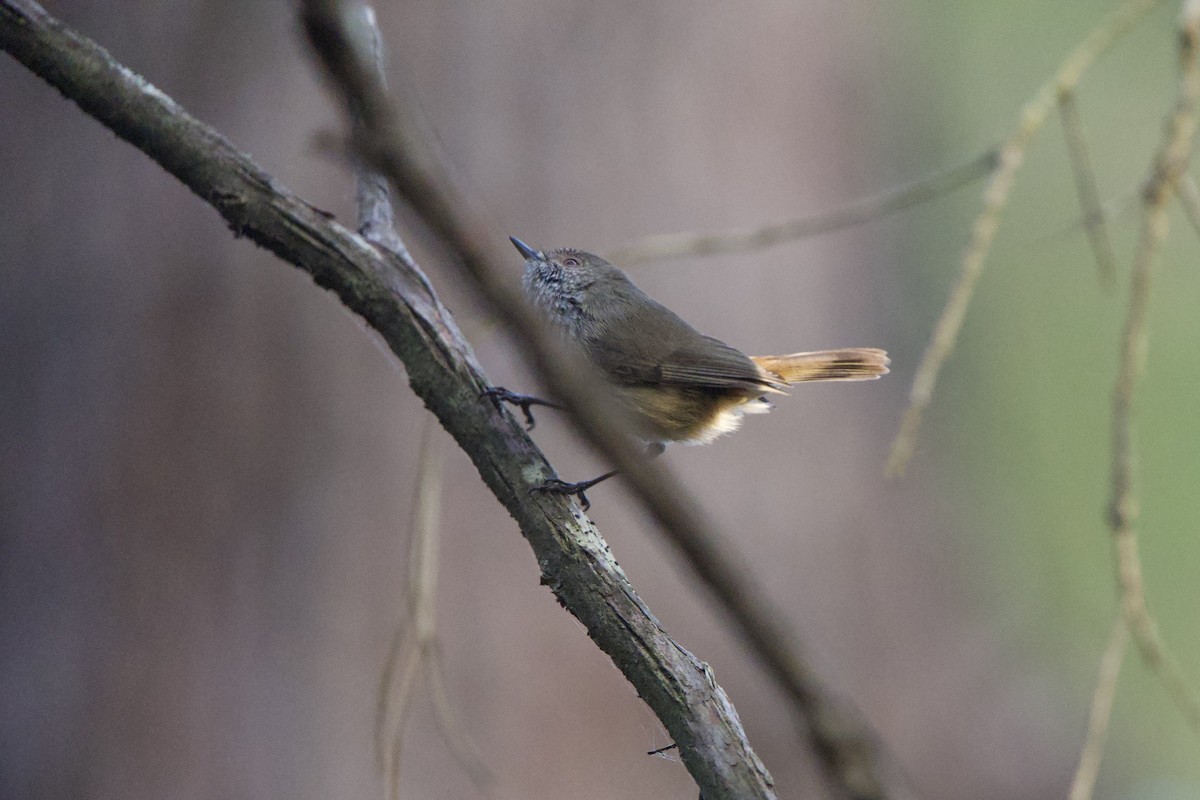 Inland Thornbill - ML624006483