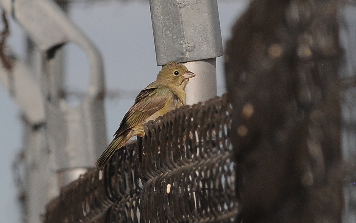 Painted Bunting - ML624006484