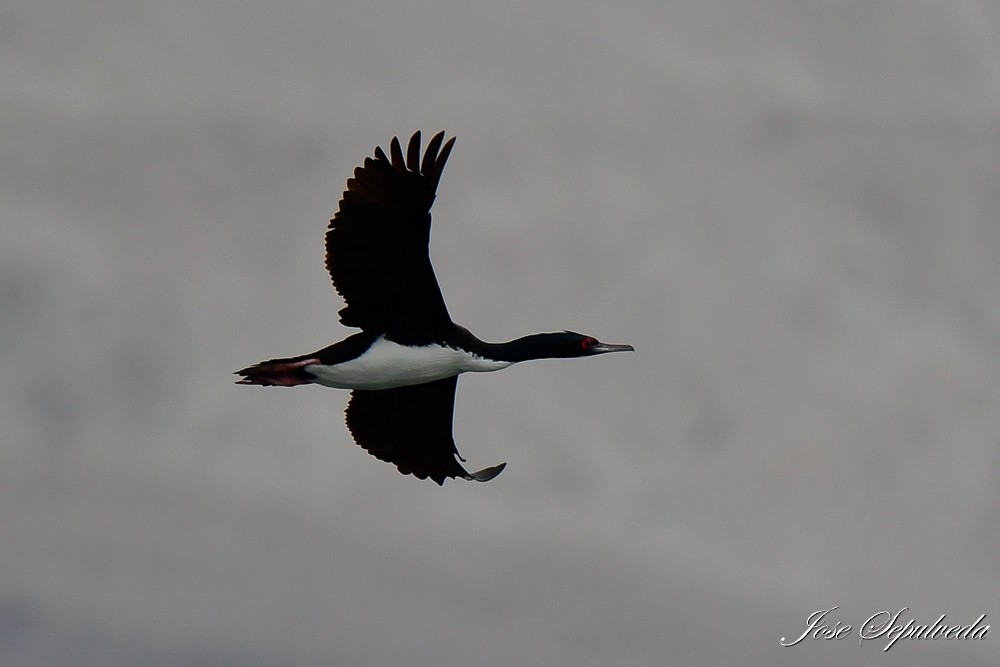 Guanay Cormorant - José Sepúlveda