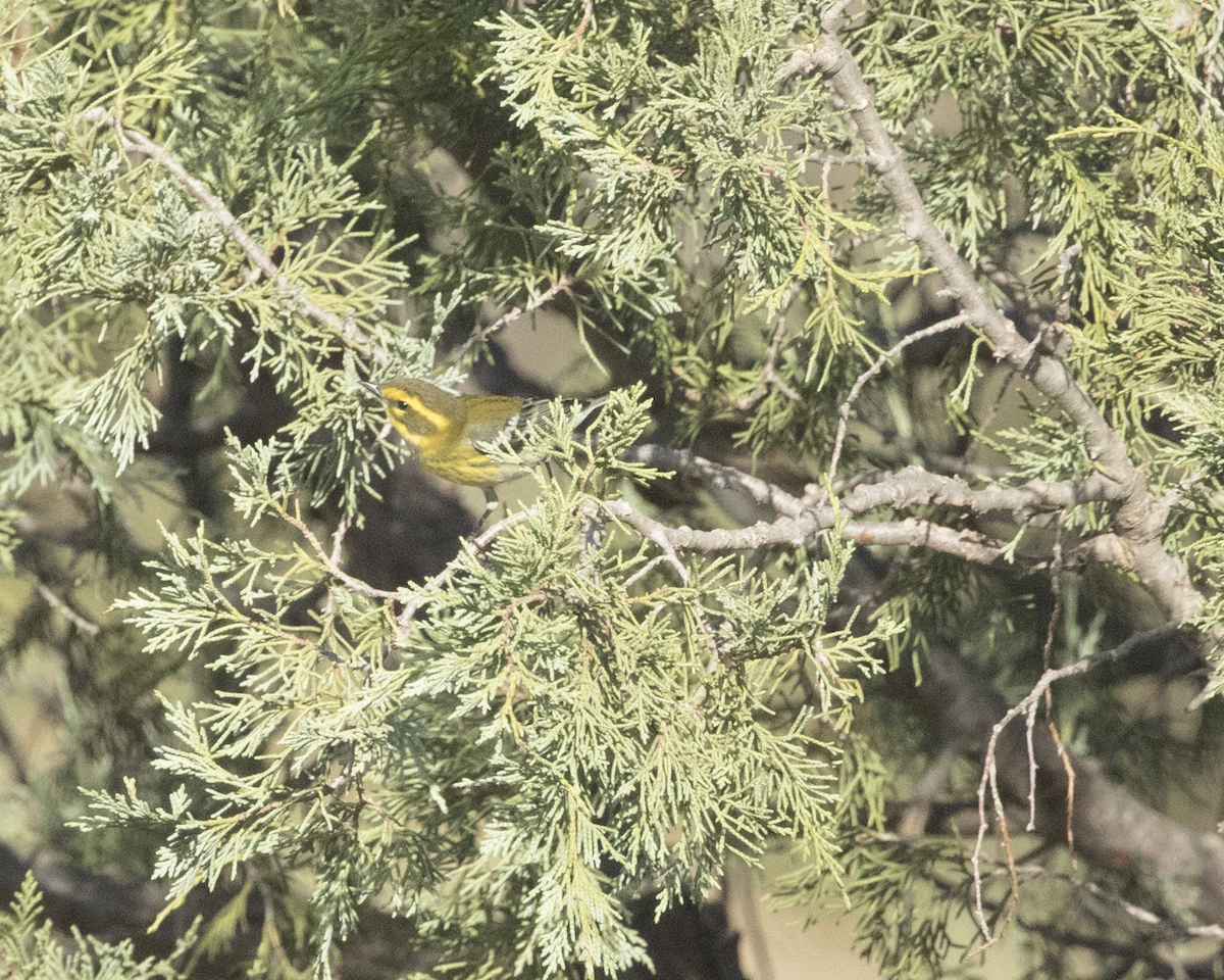 Townsend's Warbler - ML624006494