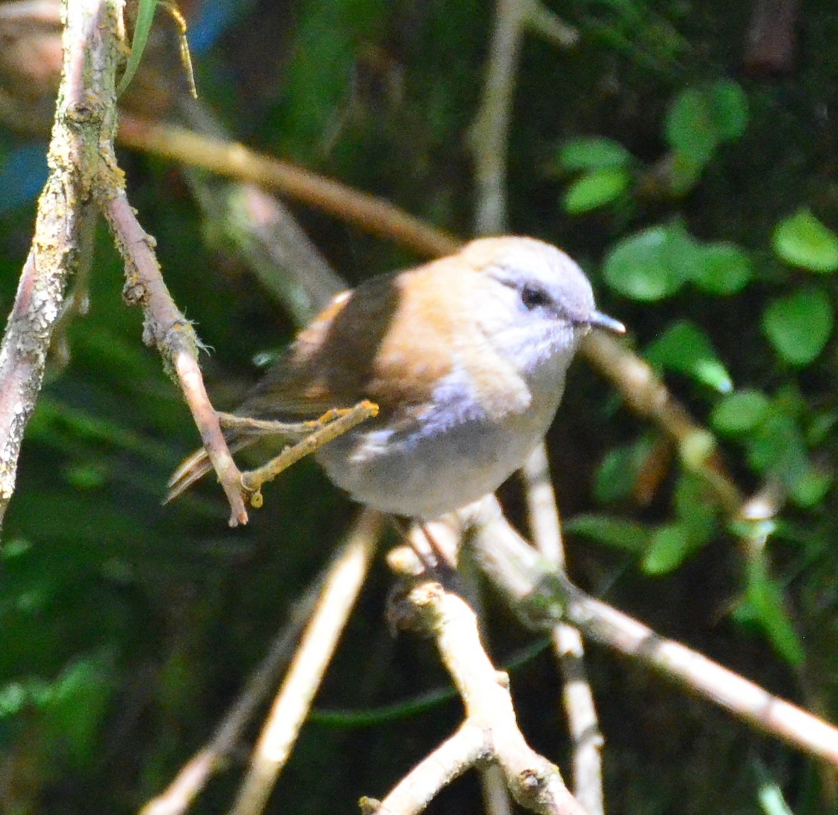 Black-billed Nightingale-Thrush - ML624006513