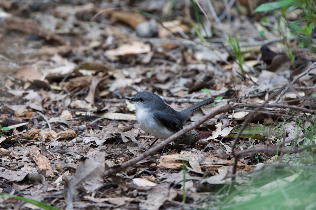 White-breasted Robin - ML624006515