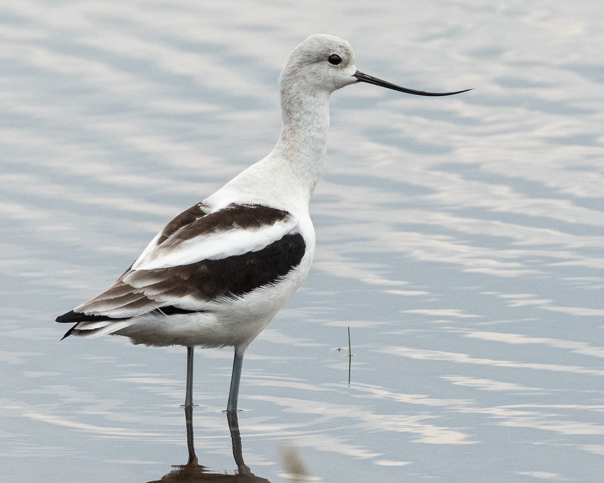 American Avocet - ML624006525