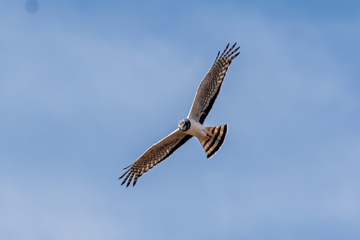 Long-winged Harrier - ML624006530