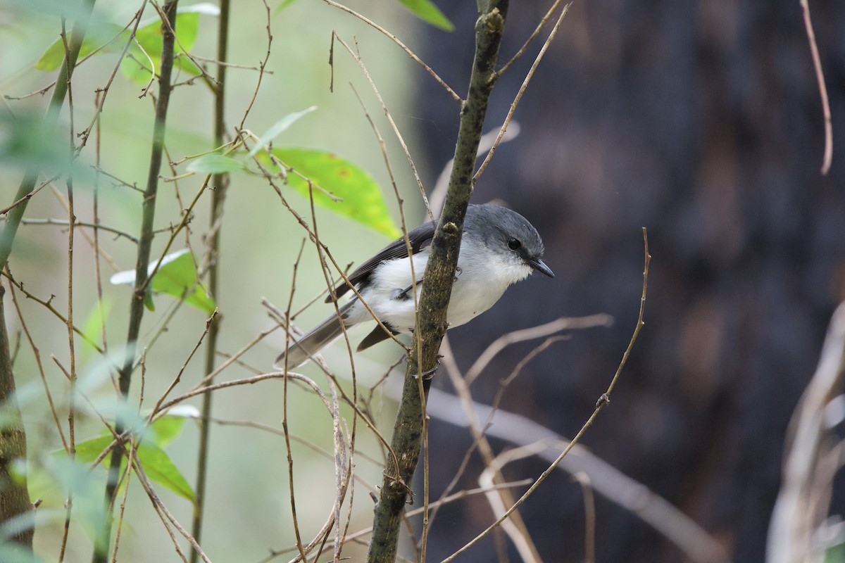 White-breasted Robin - ML624006531