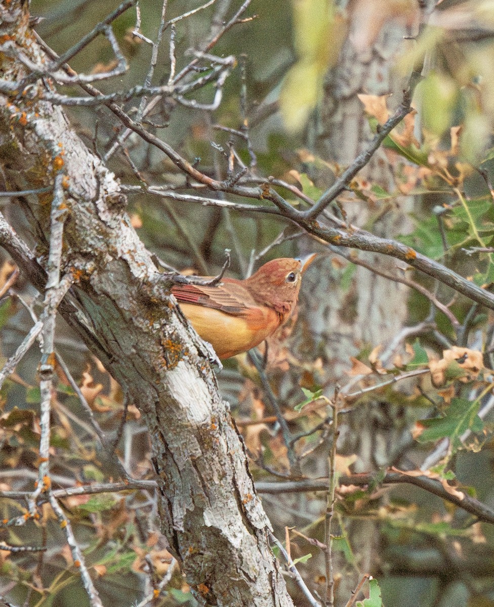 Summer Tanager - Esther Sumner