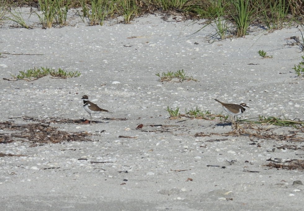 Killdeer - ML624006576