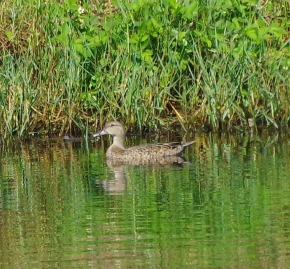 Blue-winged Teal - ML624006584