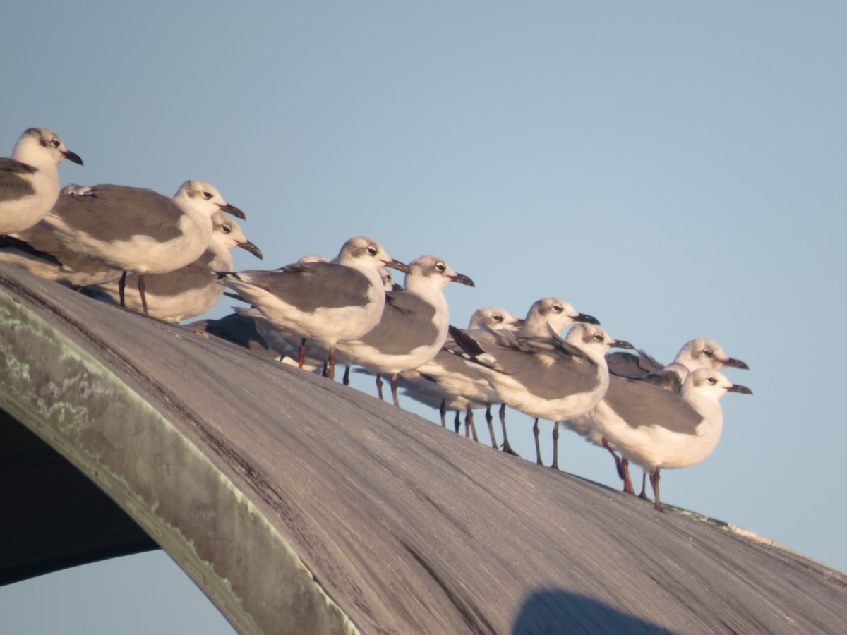 Gaviota Guanaguanare - ML624006587