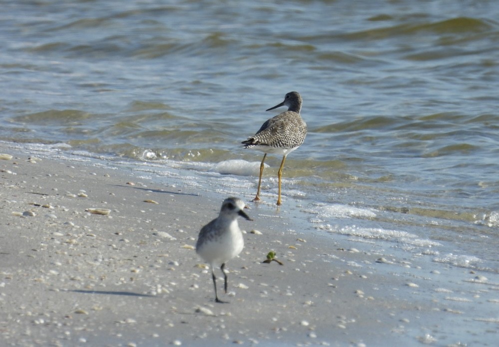 Greater Yellowlegs - ML624006589