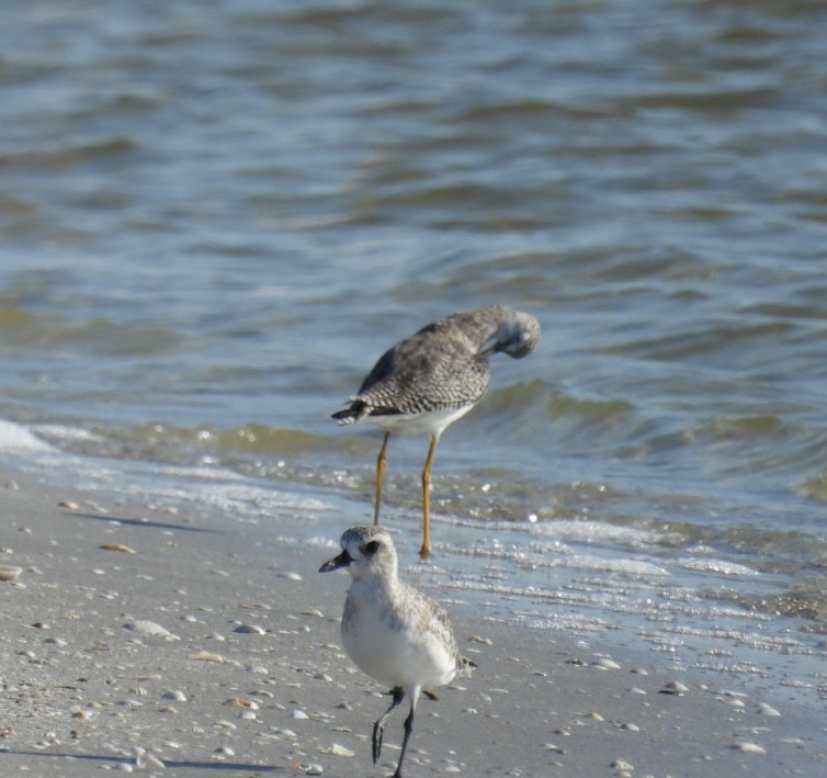 Greater Yellowlegs - ML624006590