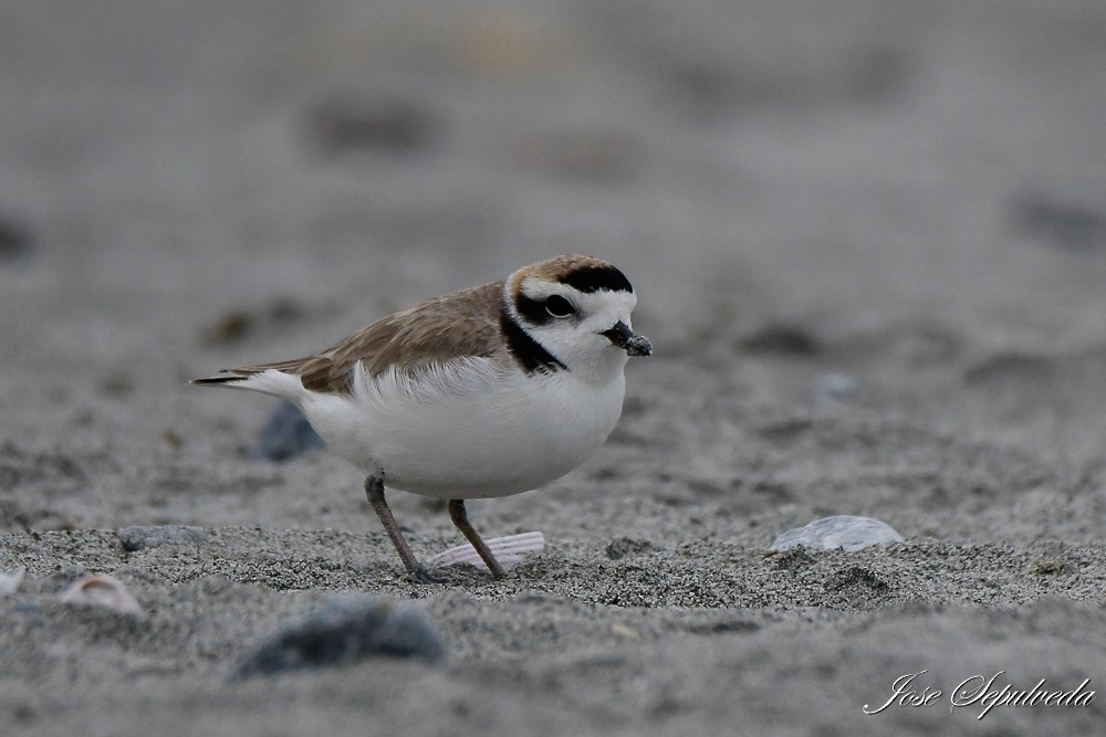 Snowy Plover - ML624006591