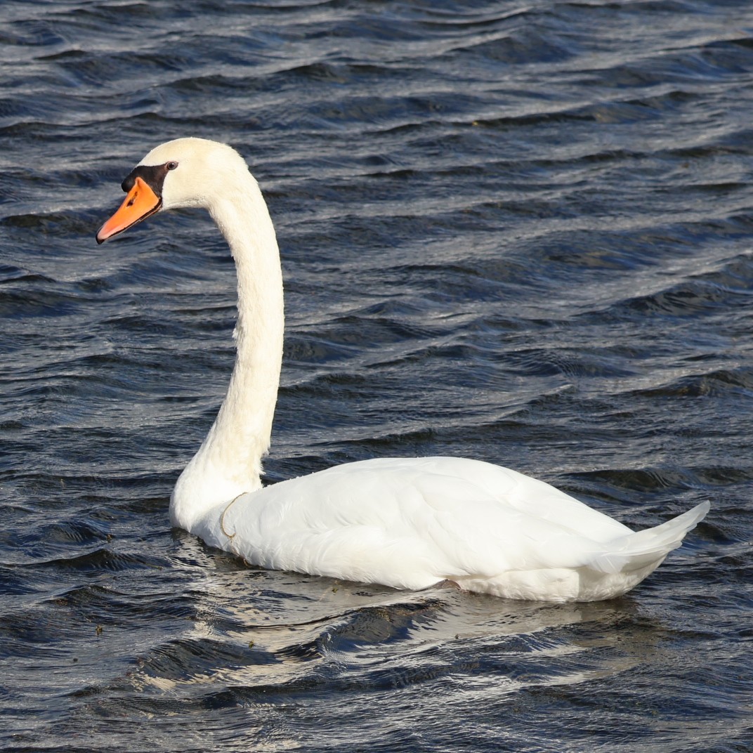 Mute Swan - ML624006595