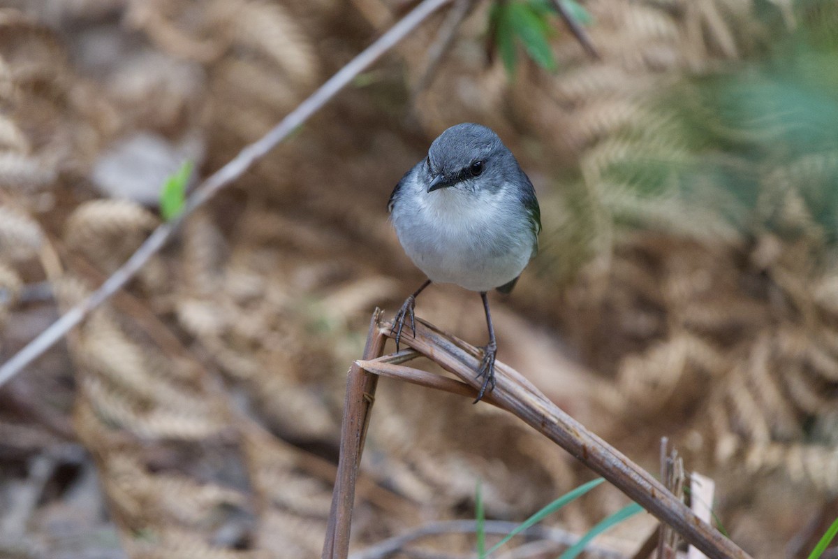 White-breasted Robin - ML624006600