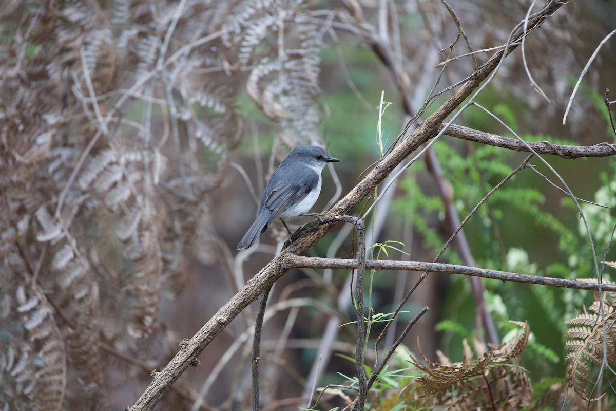 White-breasted Robin - ML624006601