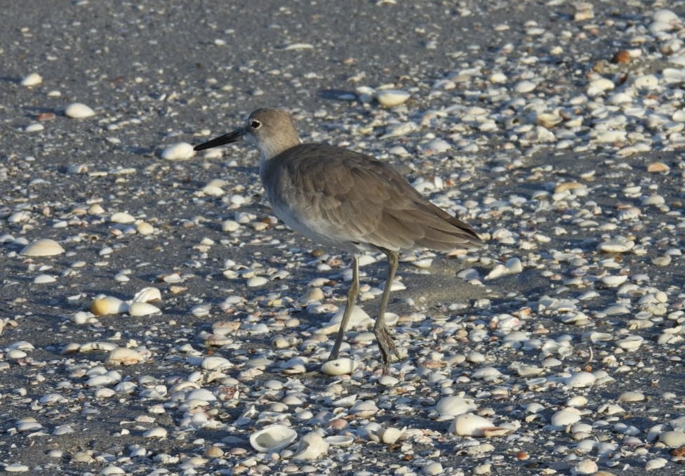 Willet - ML624006605