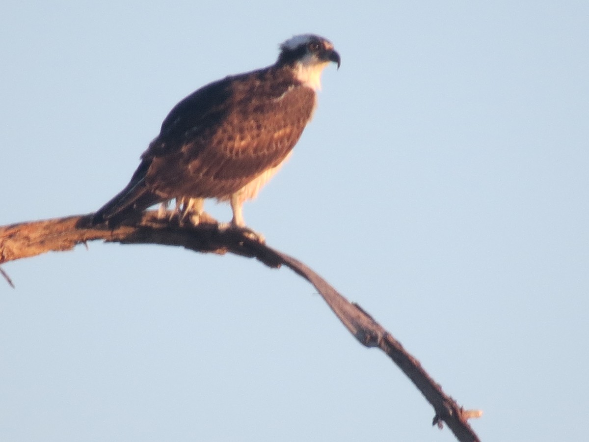 Águila Pescadora - ML624006606