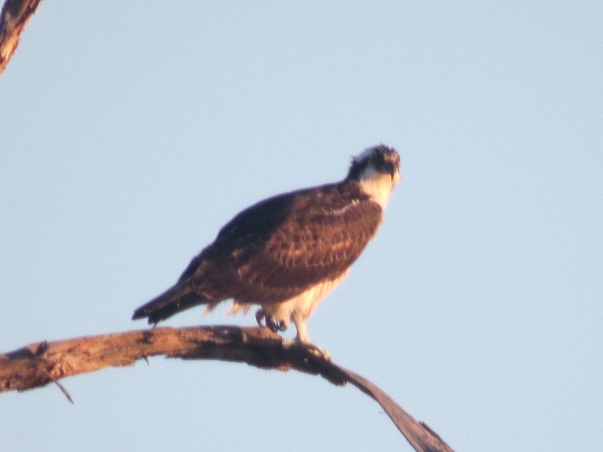 Águila Pescadora - ML624006608